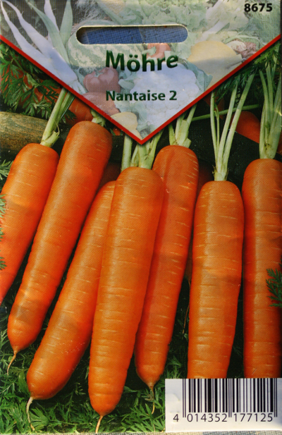 Daucus carota, Möhre, Saat