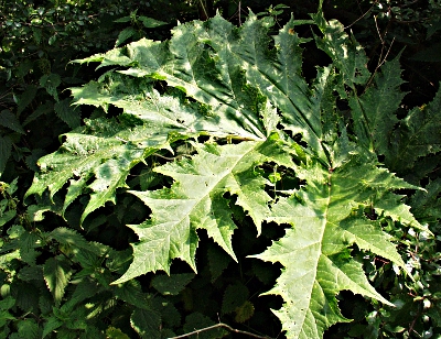 Heracleum mantegazzianumm, Riesen-Brenklau, Blatt