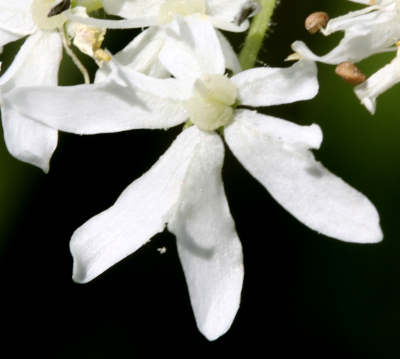 Heracleum mantegazzianumm, Riesen-Brenklau, Blte