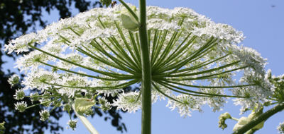 Heracleum mantegazzianum, Riesen-Brenklau, Bltenstand