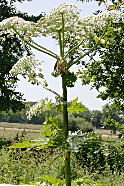 Heracleum mantegazzianum, Riesen-Brenklau