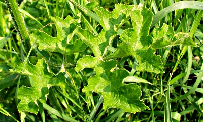 Heracleum sphondylium, Wiesen-Bärenklau, Blatt