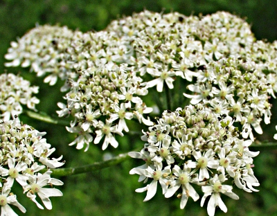 Heracleum sphondylium, Wiesen-Bärenklau, Blüten