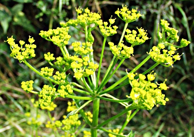 Pastinake (Pastinaca sativa), Dolde