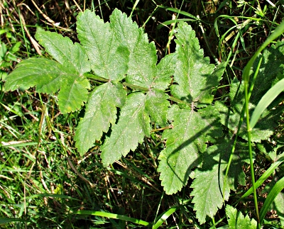 Pastinake (Pastinaca sativa), Blatt
