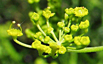 Pastinake (Pastinaca sativa), Blten