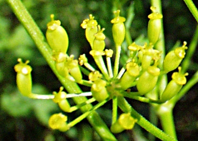 Pastinake (Pastinaca sativa), Frchte