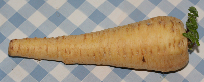 Pastinaca sativa, Pastinake, Wurzel