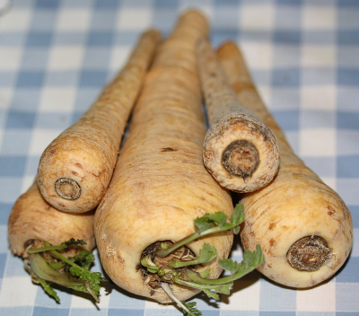 Pastinaca sativa, Pastinakenwurzeln
