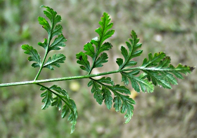 Gewöhnlicher Klettenkerbel (Torilis japonica), Blatt