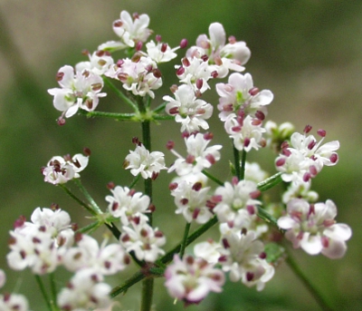 Gewöhnlicher Klettenkerbel (Torilis japonica), Blüten