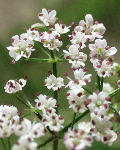 Klettenkerbel (Torilis japonica), Blüten