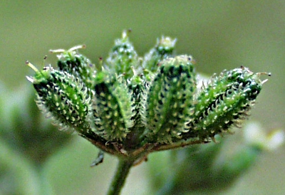 Gewöhnlicher Klettenkerbel (Torilis japonica), Früchte
