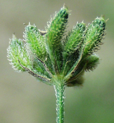 Klettenkerbel (Torilis japonica), Früchte