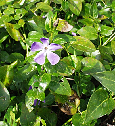 Vinca major, Groes Immergrn