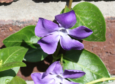 Vinca major, Groes Immergrn, Blte