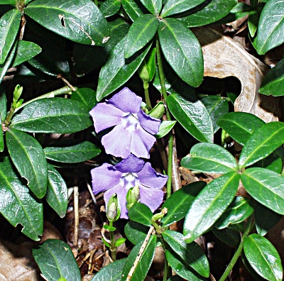 Vinca minor, Kleines Immergrn