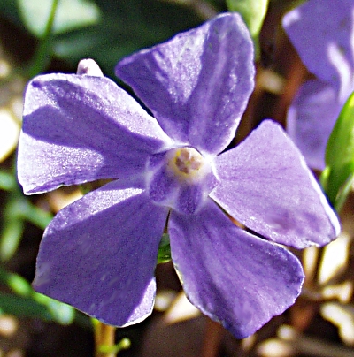 Vinca minor, Kleines Immergrün, Blüten
