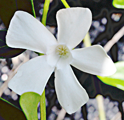 Vinca minor, Kleines Immergrn, weie Blte