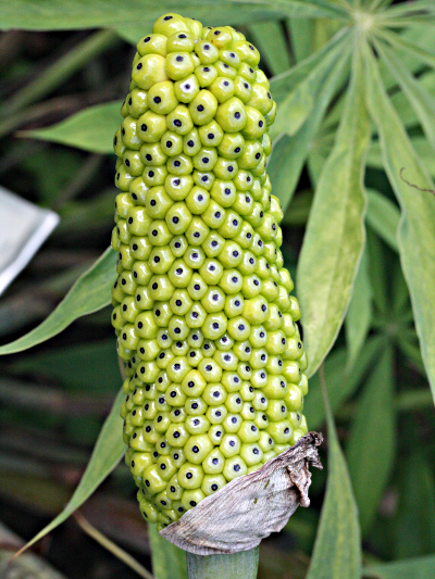 Arisaema ciliatum, Fruchtstand
