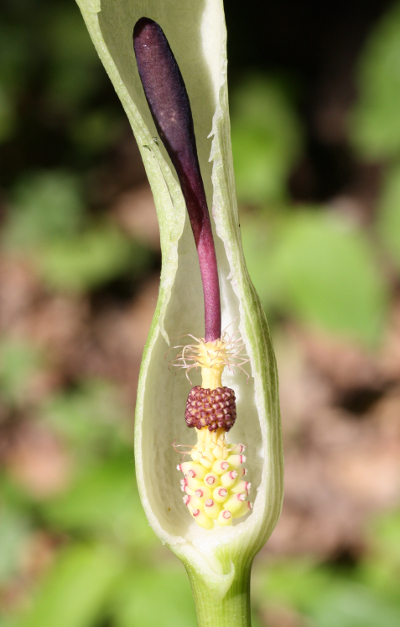 Gefleckter Aronstab (Arum maculatum), Blütenorgane