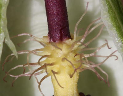 Gefleckter Aronstab (Arum maculatum), Sperrhaare