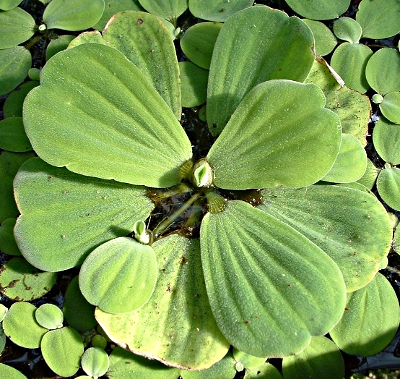 Pistia stratiotes, Wassersalat