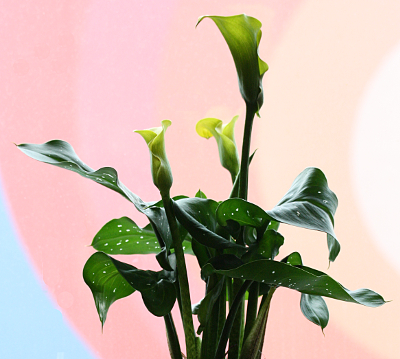 Zantedeschia, Zimmerkalla