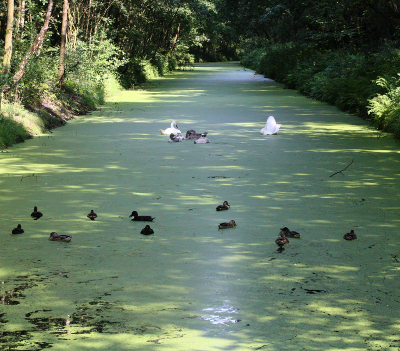 Wasserlinsen, Entengrtze
