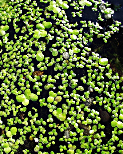 Lemna minor, Lemna minuta, Kleine Wasserlinse, Zierliche Wasserlinse