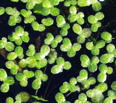 Lemna minuta, Zierliche Wasserlinse