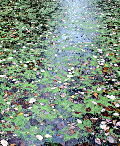 Lemna minor, Lemna minuta, Entengrtze