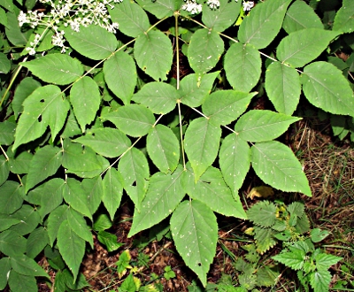 Aralia elata, Japanische Aralie