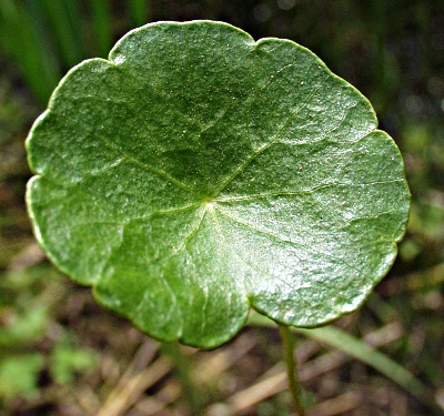Hydrocotyle vulgaris, Wassernabel, Blatt