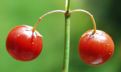 Asparagus officinalis (Gemüse-Spargel), Beeren