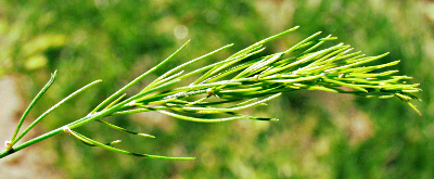 Asparagus officinalis (Gemse-Spargel), Phyllokladien