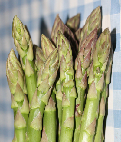 Asparagus officinalis, Gemüse-Spargel, Spitzen