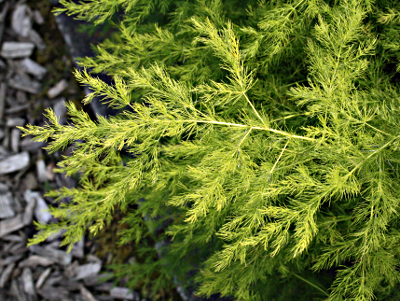 Asparagus verticillatus (Wirtel-Spargel)