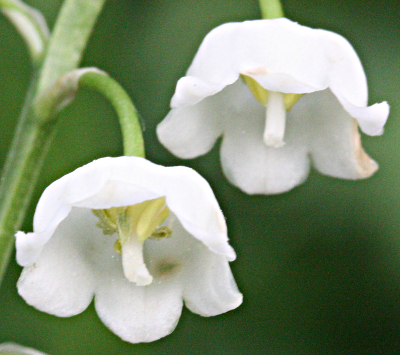 Maiglckchen (Convallaria majalis), Blten