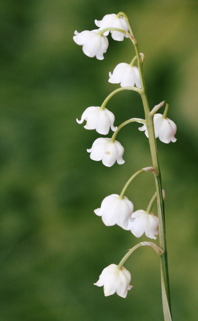 Maiglckchen (Convallaria majalis), Bltenstand