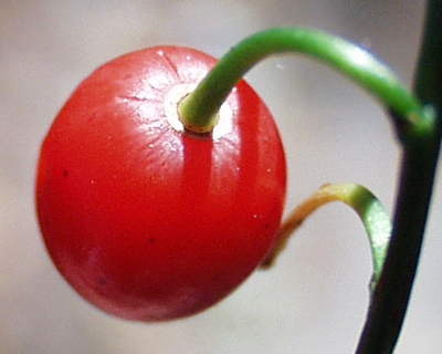 Convallaria majalis, Maiglckchen, Frucht