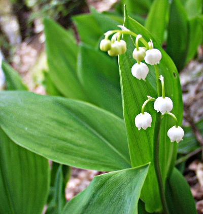 Convallaria majalis, Maiglöckchen