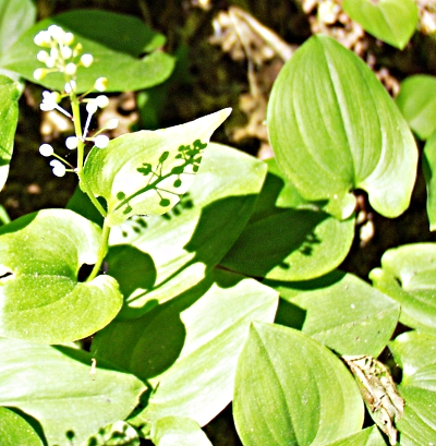 Maianthemum bifolium, Zweiblättrige Schattenblume, Blätter