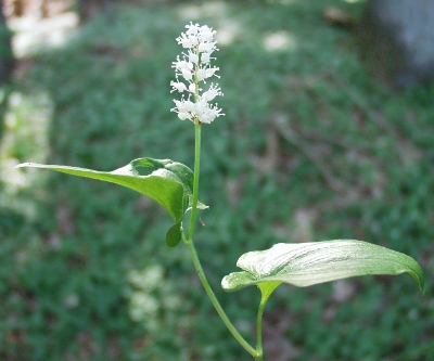 Maianthemum bifolium, Zweiblättrige Schattenblume, Blütenstand