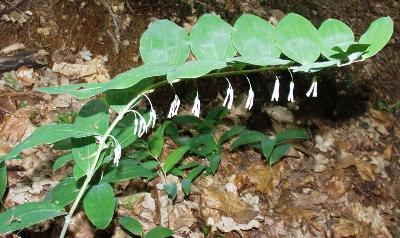 Polygonatum multiflorum, Vielbltige Weiwurz