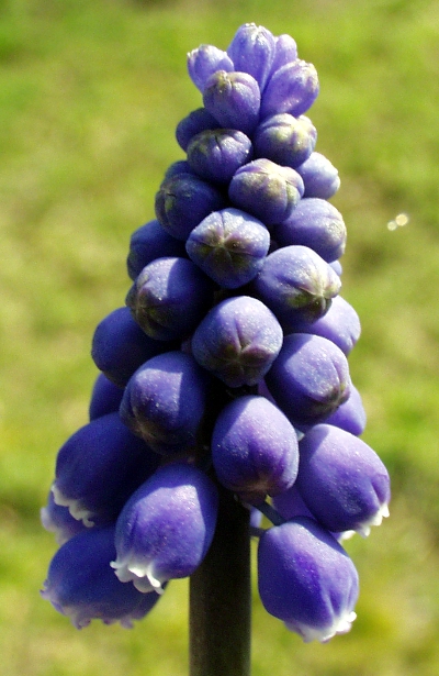 Armenische Traubenhyazinthe (Muscari armeniacum)