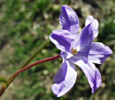 Scilla luciliae, Luzile-Blaustern, Blte