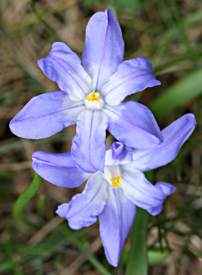 Scilla luciliae, Luzile-Blaustern, Blten