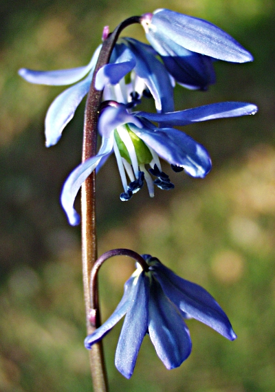 Scilla siberica, Sibirischer Blaustern, Blütenstand