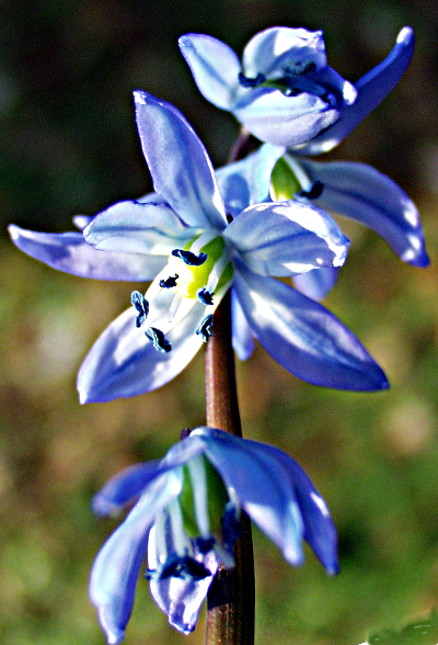 Scilla siberica, Sibirischer Blaustern
